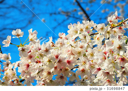 埼玉県川口市の青木町公園総合運動場の桜のある風景 埼玉県川口市の青木町公園総合運動場の桜のある風景 31698847