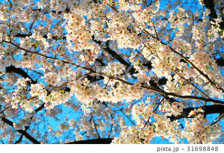 埼玉県川口市の青木町公園総合運動場の桜のある風景 埼玉県川口市の青木町公園総合運動場の桜のある風景 31698848
