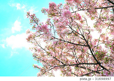 埼玉県川口市の三ツ和公園の桜のある風景 31698997