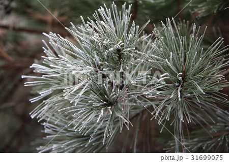 冬 霜 松 31699075