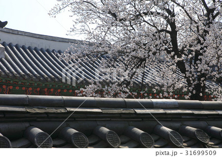 景福宮 古建築 桜 31699509