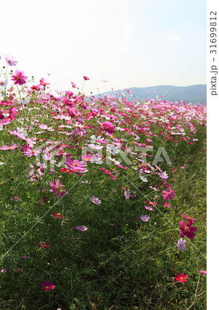 京畿道 キョンギド 花畑 31699812