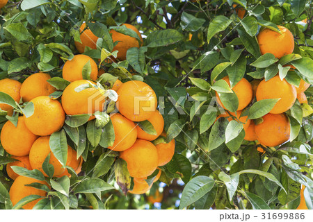枝葉に鈴なりのオレンジ 31699886