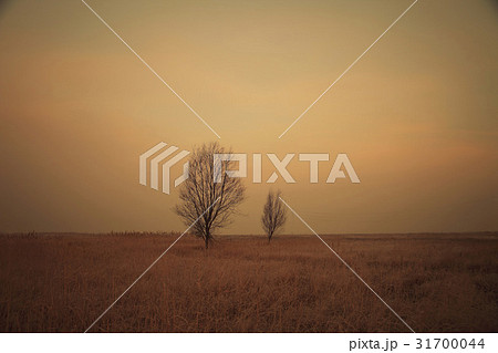 京畿道 キョンギド オウムも 31700044