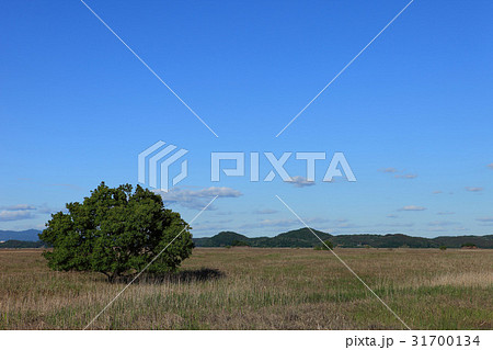 木 オウムも 草原 31700134