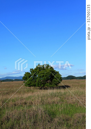 京畿道 キョンギド オウムも 31700135