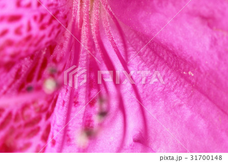 花 花芯 ツツジ 31700148