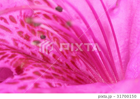 花 花芯 ツツジ 31700150