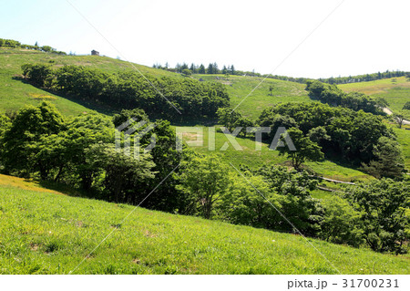 江原道 大関嶺 羊牧場 31700231