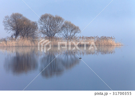 京畿道 キョンギド 木 31700355