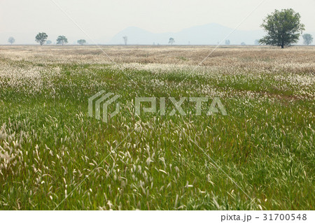 京畿道 キョンギド 植物 31700548