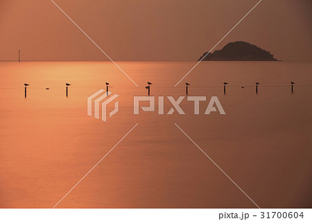 京畿道 キョンギド 大阜島 31700604