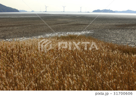 干潟 ヌエソム 大阜島 31700606