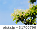 ヒトツバタゴ 31700796