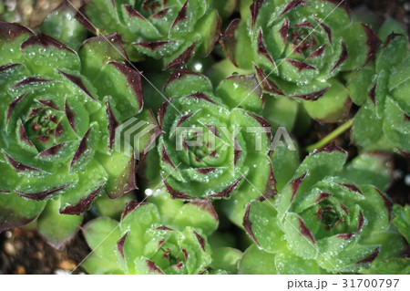 センペルビウム センペルビウム 31700797