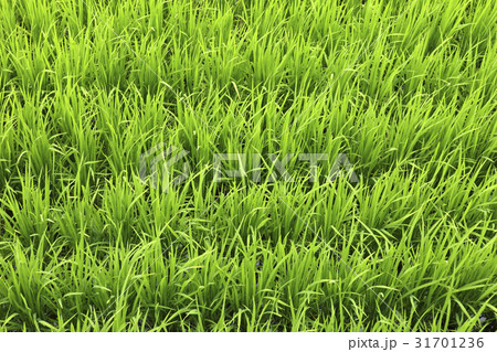 江原道 緑 緑色 31701236