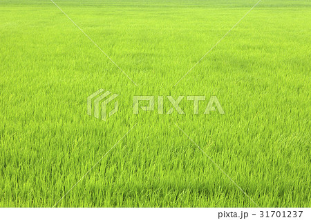ノン 農業 稲 31701237
