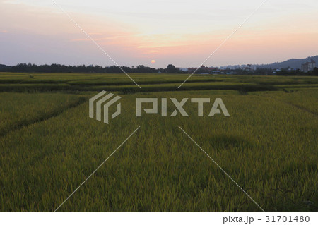 江原道 ノン 稲 31701480