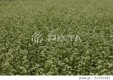 江原道 ソバ畑 蓬坪 31701481