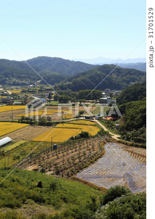 江原道 ノン 収穫 31701529