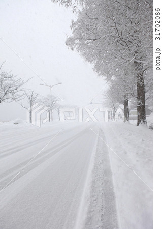 木 道路 遠近感 31702086