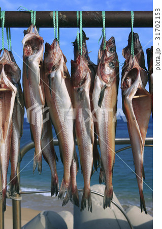乾燥 スケトウダラ 海 31702153