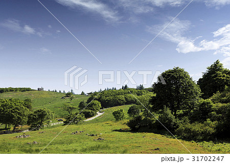 江原道 大関嶺 羊牧場 31702247