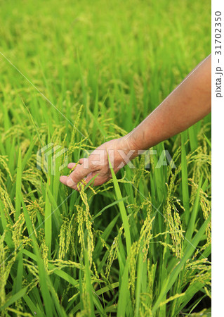 ノン 農作物 稲 31702350