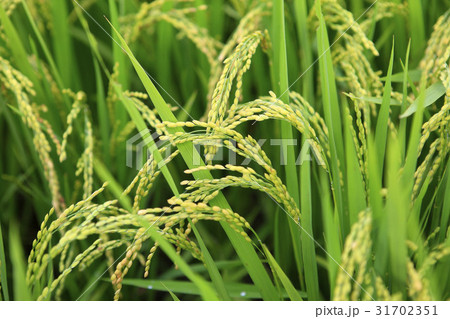 農作物 稲 夏 31702351