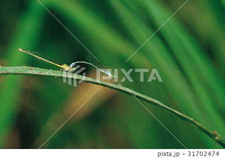 トンボ 交配 クローズアップ 31702474