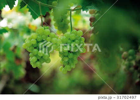 枝 フルーツ 果物 31702497