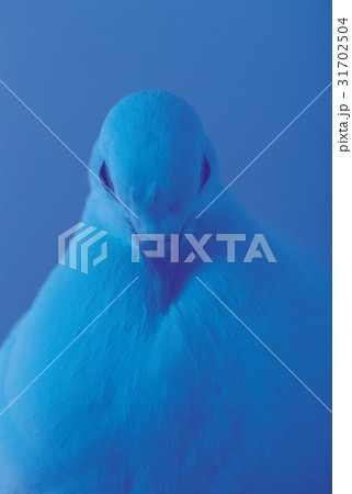モノトーン 鳩 前顔 31702504