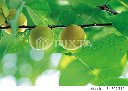 枝 フルーツ 果物 31702552