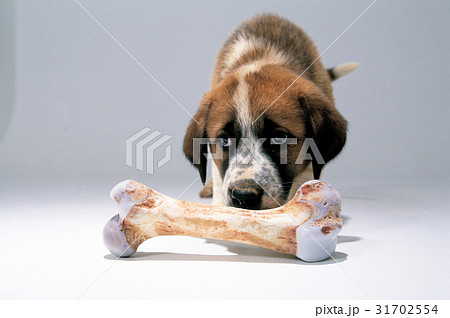 犬 子犬 骨 31702554