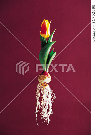 花 春の花 根 31702699