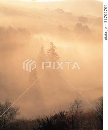 木 夕焼け 大関嶺 31702704