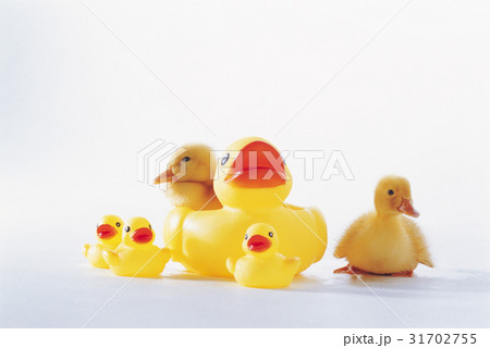 子 アヒル おもちゃ 31702755