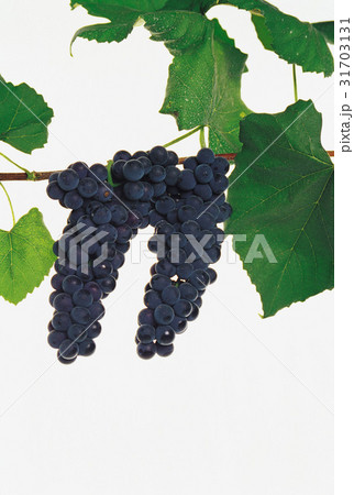 枝 フルーツ 果物 31703131