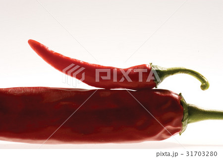 唐辛子 対照 赤 31703280