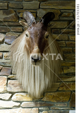 動物 頭 剥製 31703381