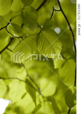 枝 木 葉 31703386