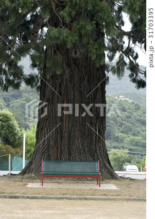 木 南島 ニュージーランドの 31703395