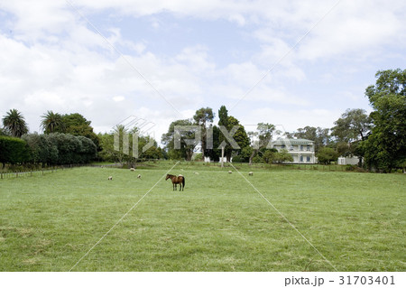 農場 ニュージーランドの 牧場 31703401