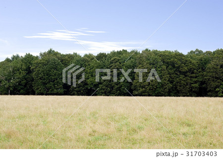 木 南島 ニュージーランドの 31703403