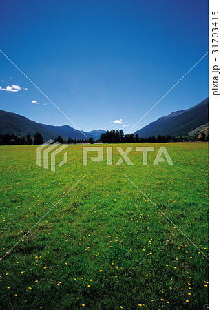 南島 ニュージーランドの 野生の花 31703415