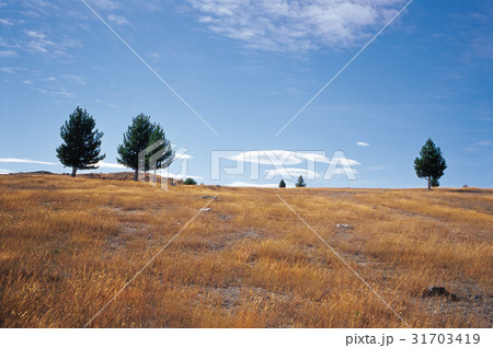 秋 南島 ニュージーランドの 31703419