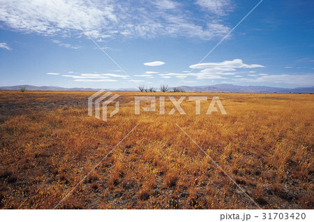 秋 南島 ニュージーランドの 31703420