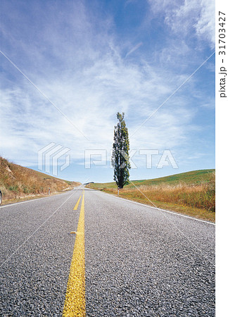 木 南島 ニュージーランドの 31703427