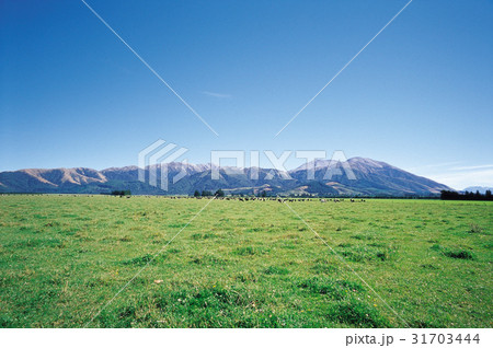南島 ニュージーランドの 牧場 31703444