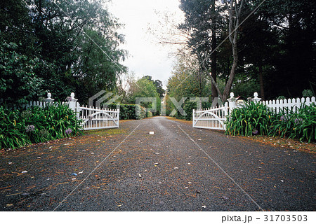 木 ニュージーランドの 道路 31703503